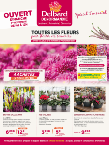 Toussaint 2026 - Chrysanthèmes & fleurs