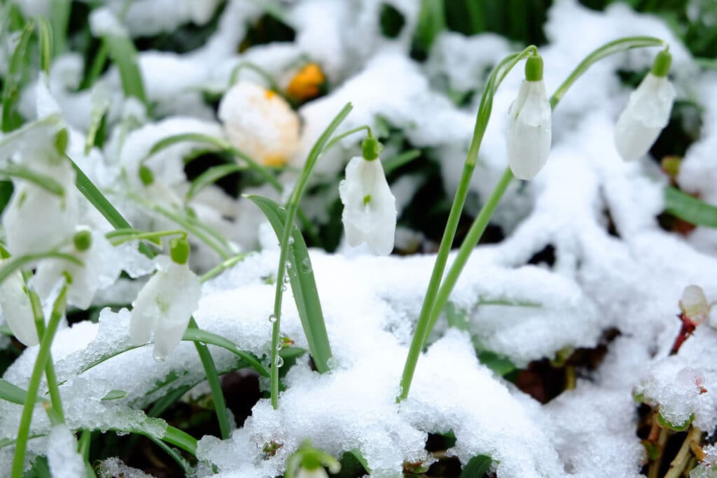 Protéger vos plantes et votre potager en hiver : conseils et astuces