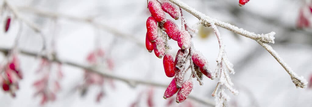 Protéger vos plantes et votre potager en hiver : conseils et astuces