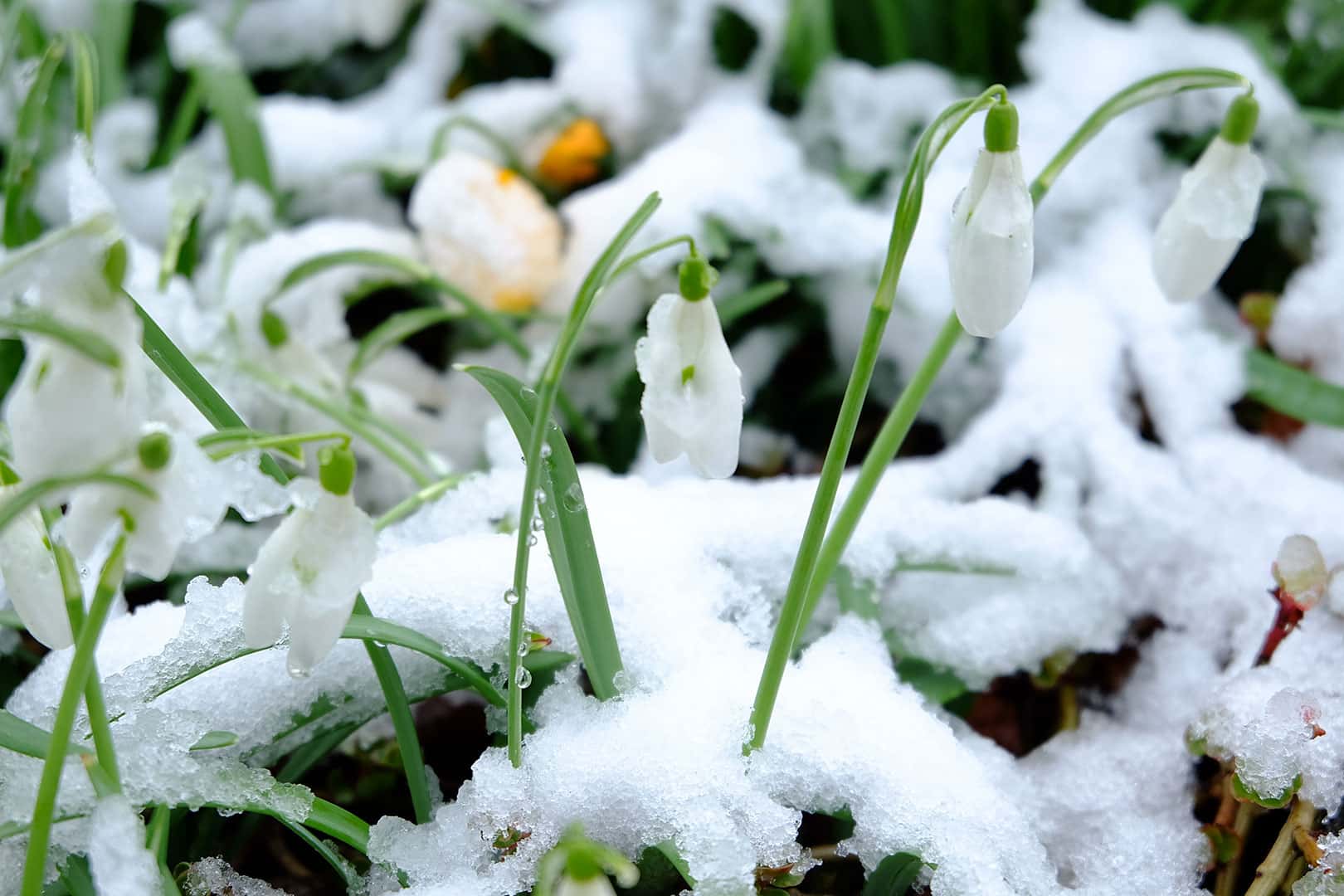 Lire la suite à propos de l’article Protéger vos plantes et votre potager en hiver : conseils et astuces